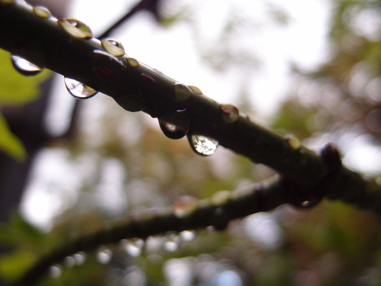 2019-08-18 Tropfen an Ästen